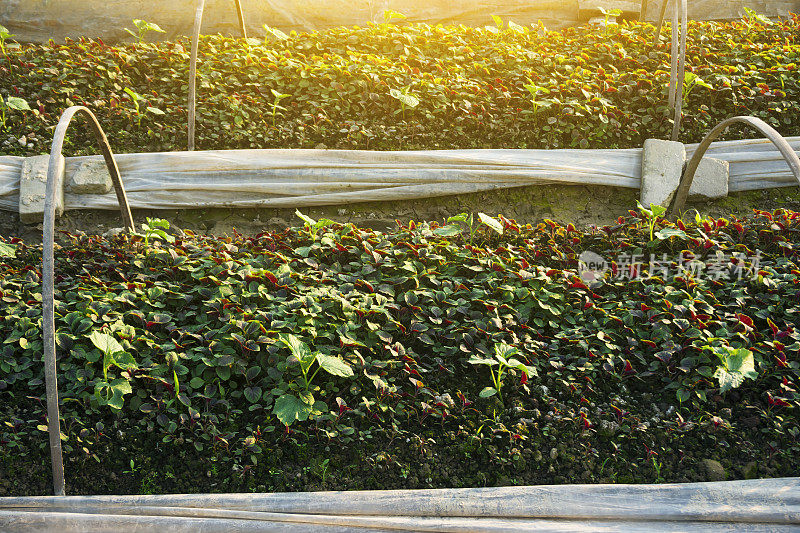 可食用苋菜(Amaranthus tricolor L.)与黄瓜幼苗一起种植